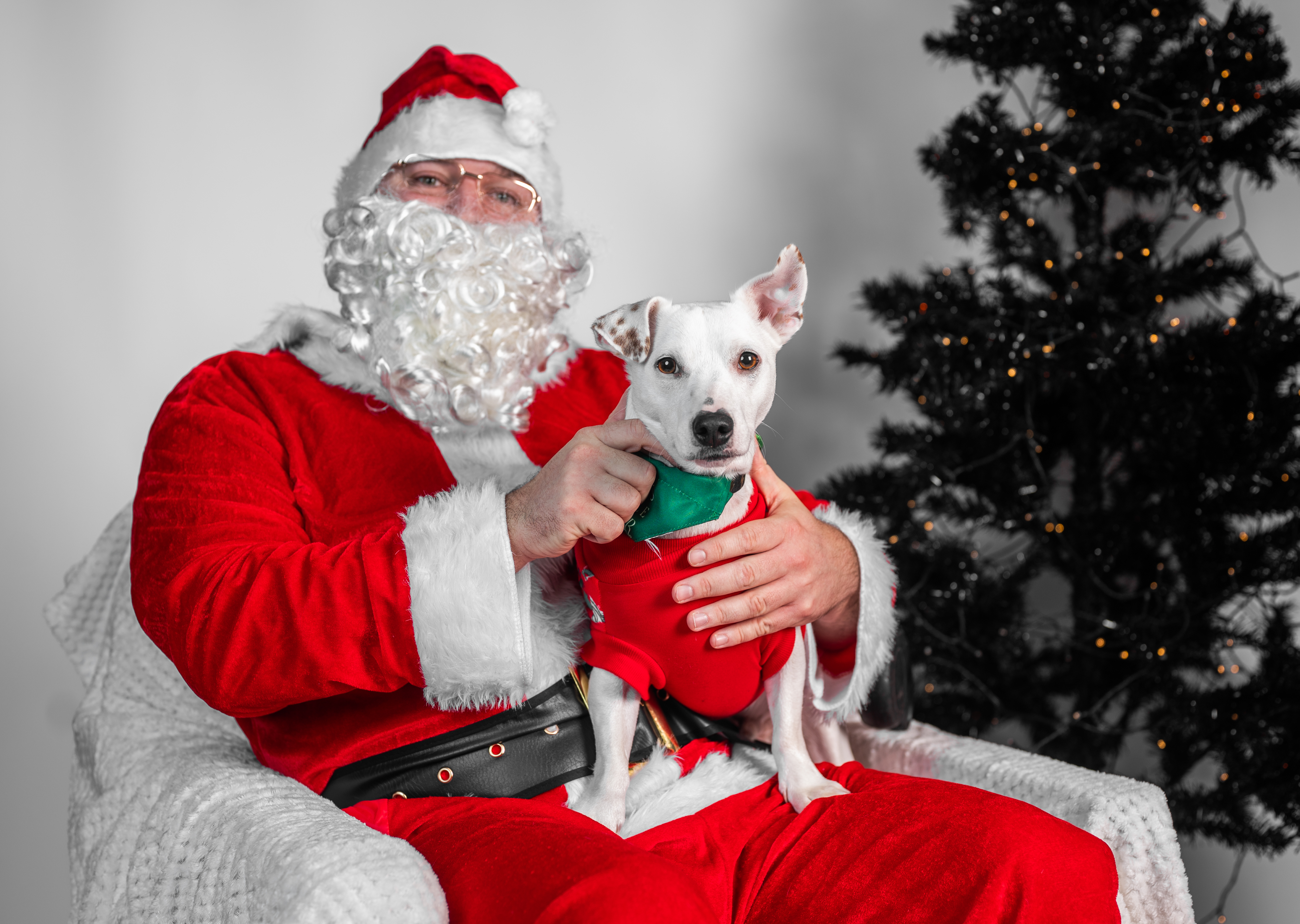 Image for Santa Paws